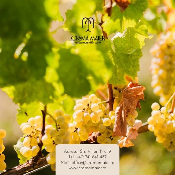 Crama Maier — Wine Catalog project detail
